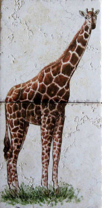 African wildlife portrait accent tiles. juvenile reticulated giraffe closeup, by Julia Sweda.