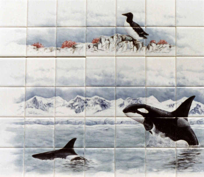 Bathroom tile murals featuring Killer whales in icy arctic waters and thick-billed murre portrait.