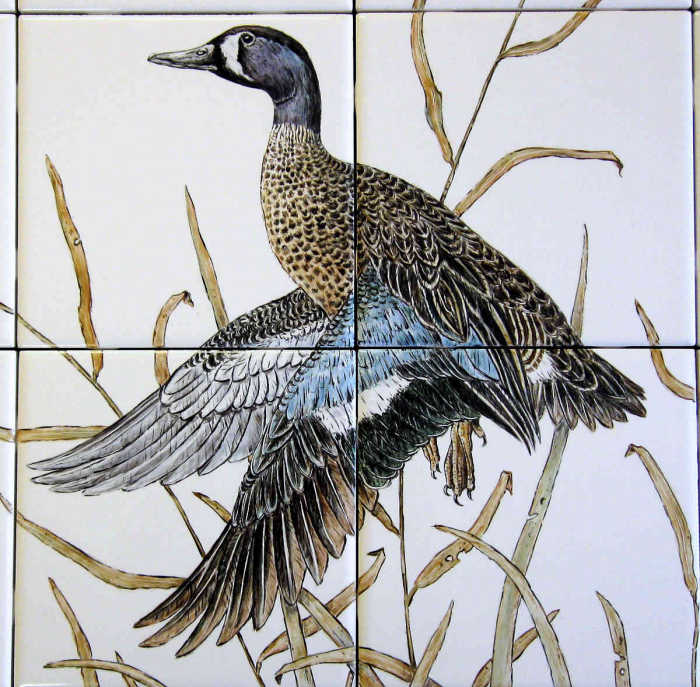 Blue-winged Teal Ducks, drake or male closeup shows striking blue and white wing plumage. Artist Julia Sweda.