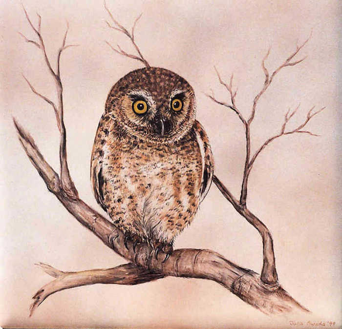 Elf owl of the southwestern United States and Mexico, hand painted wild bird tile art portrait by artist Julia Sweda.