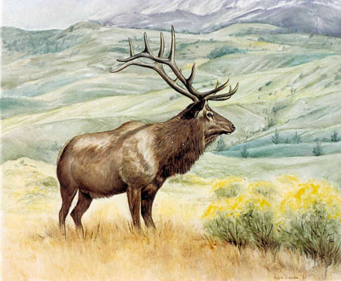 Wildlife art featuring scenes, portraits of bull elk and cows, harems, in nature and natural settings.