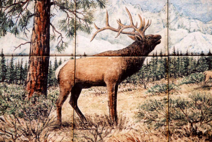 Manashtash Ridge, Washington State Bull Elk with harem. Closeup of bull elk. Artist Julia Sweda.