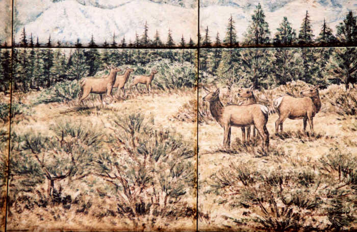 Manashtash Ridge, Washington State Bull Elk with harem. Closeup of several elk cows. Artist Julia Sweda.