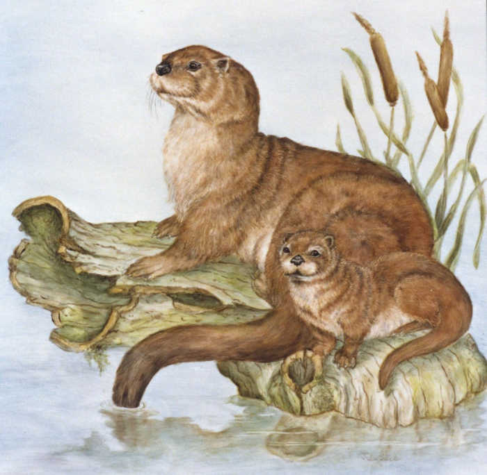 Mother and pup river otters in an aquatic setting. Hand painted on CorningWare tile by artist Julia Sweda.